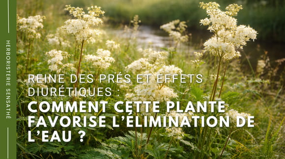 Reine des prés et effets diurétiques  comment cette plante favorise l’élimination de l’eau - Herboristerie Sensathé